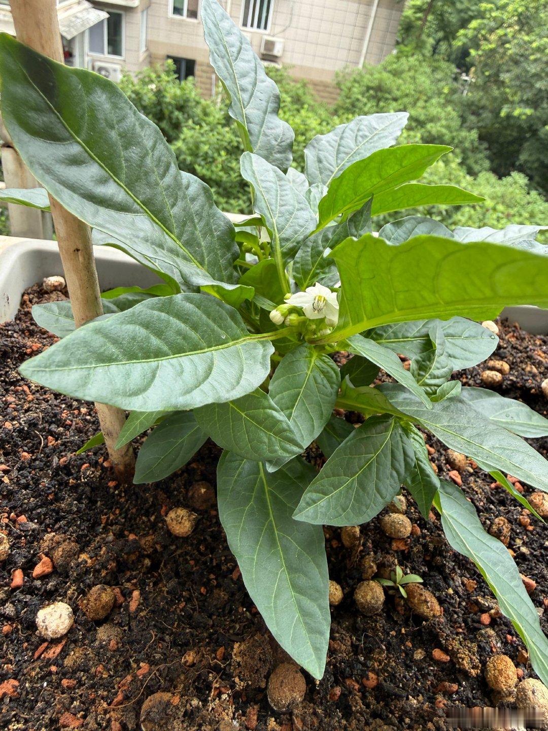 隐酒正酣更啦！开花啦