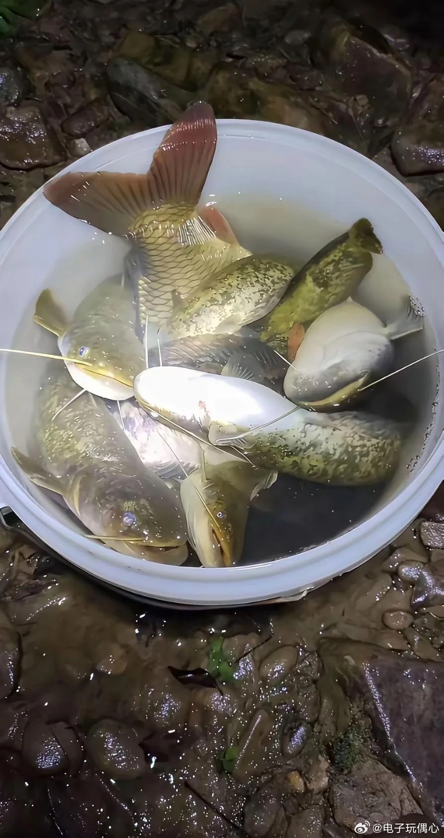 老公夜钓的成果， 