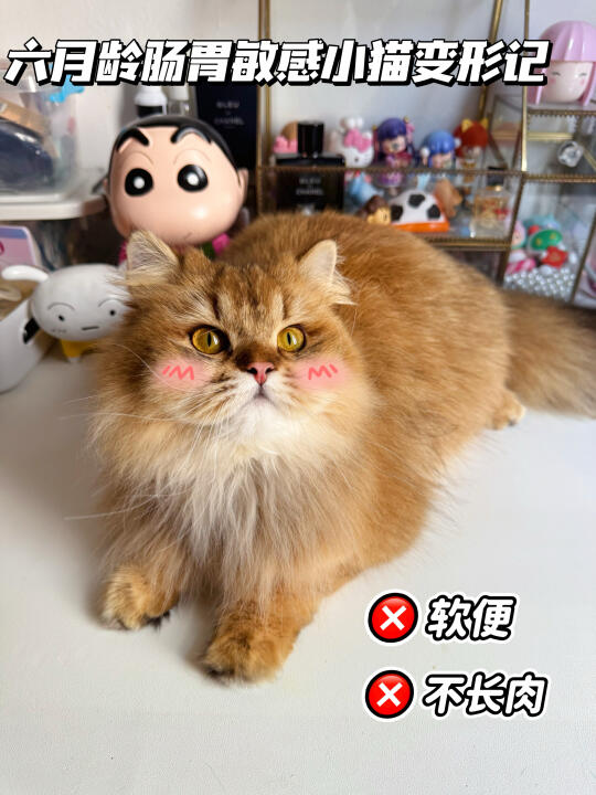 六月龄肠胃敏感小猫变形记｜跟软便say bye