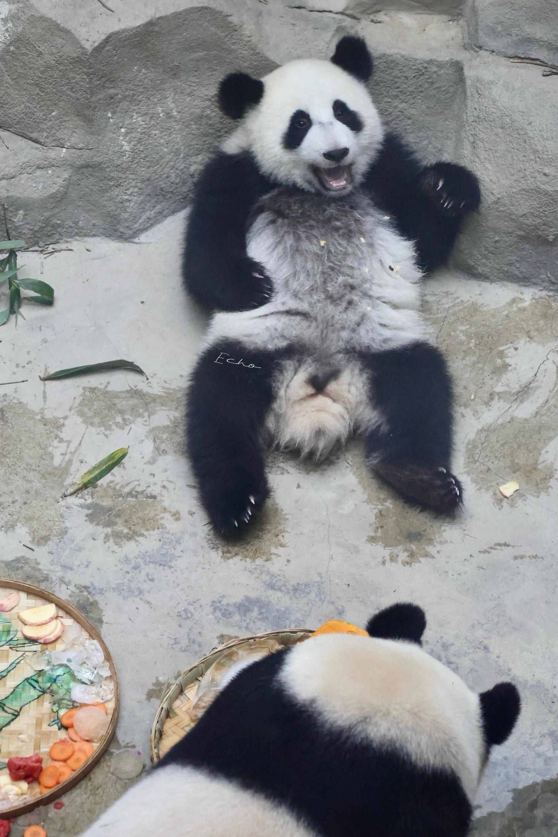 大熊猫绩诚绩贤  6.23小灰灰们一岁了，姐姐和妈咪一起吃生日宴，弟弟上架子睡觉