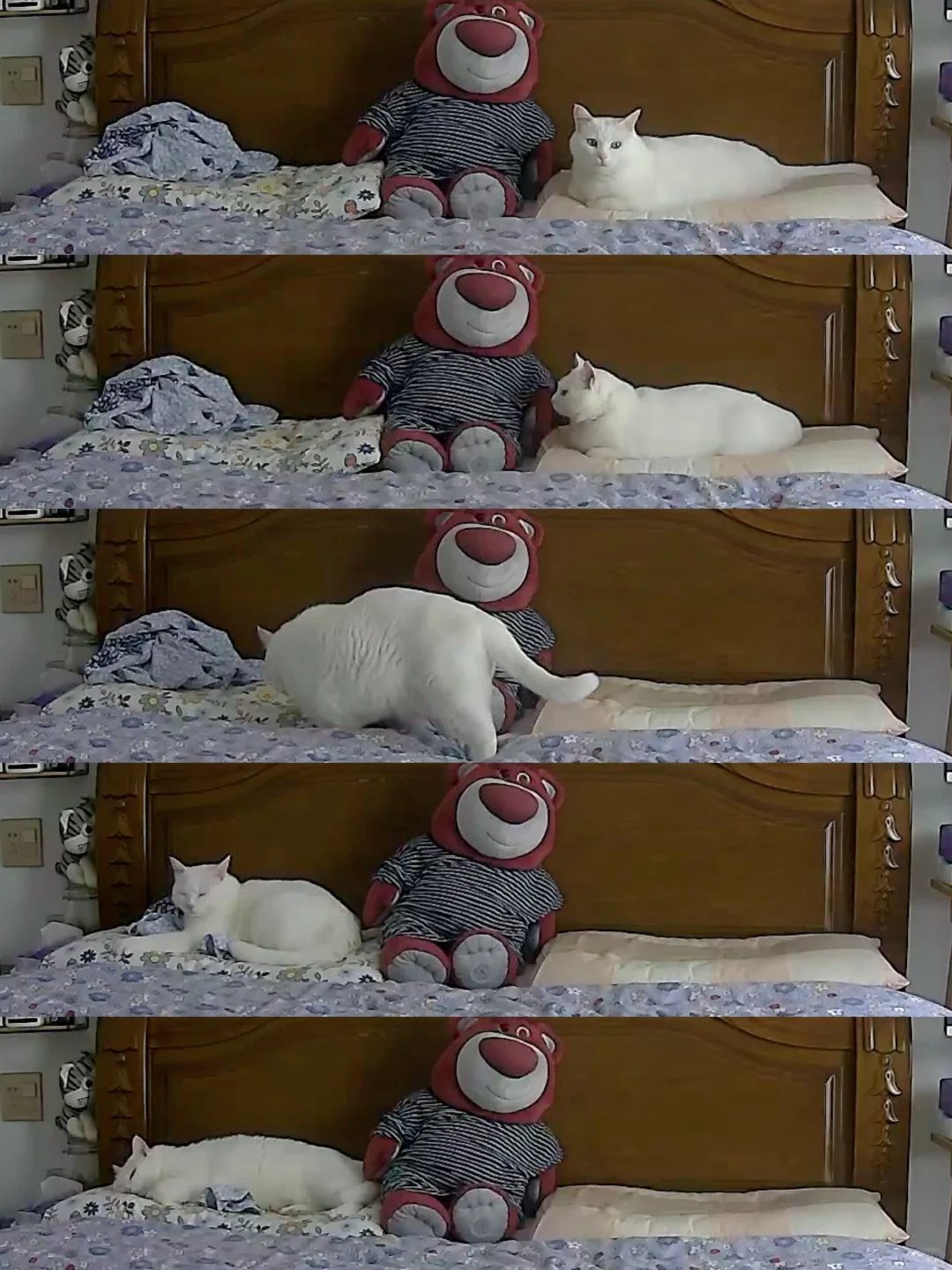 一只猫到底需要几个枕头？