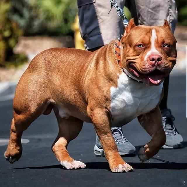 #体重将近200斤的美国恶霸犬#我就想弱弱的问一句，#美国恶霸犬# 是怎么引进我