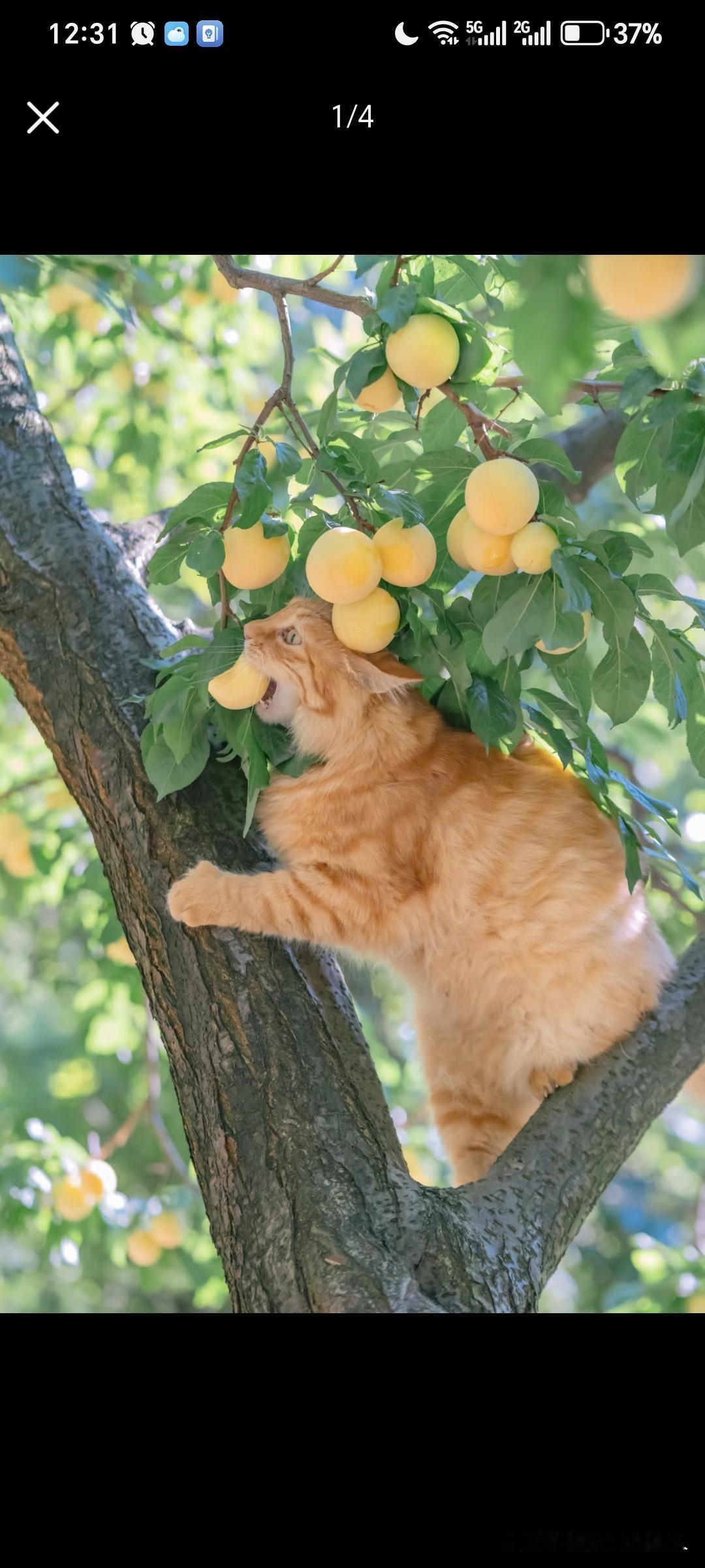 果子李，被橘猫大口朵颐。