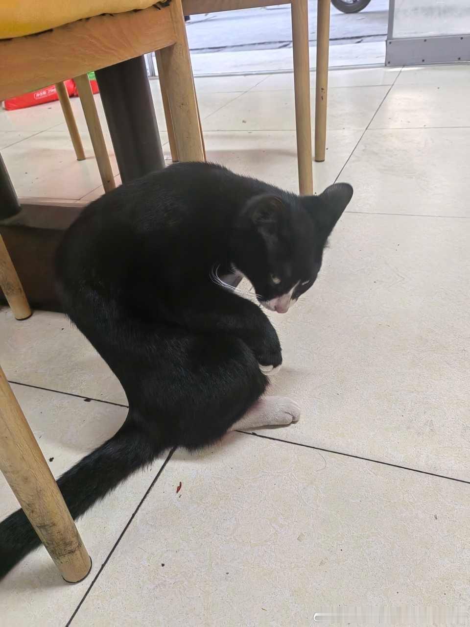 49772【丑猫】鹰视狼顾 