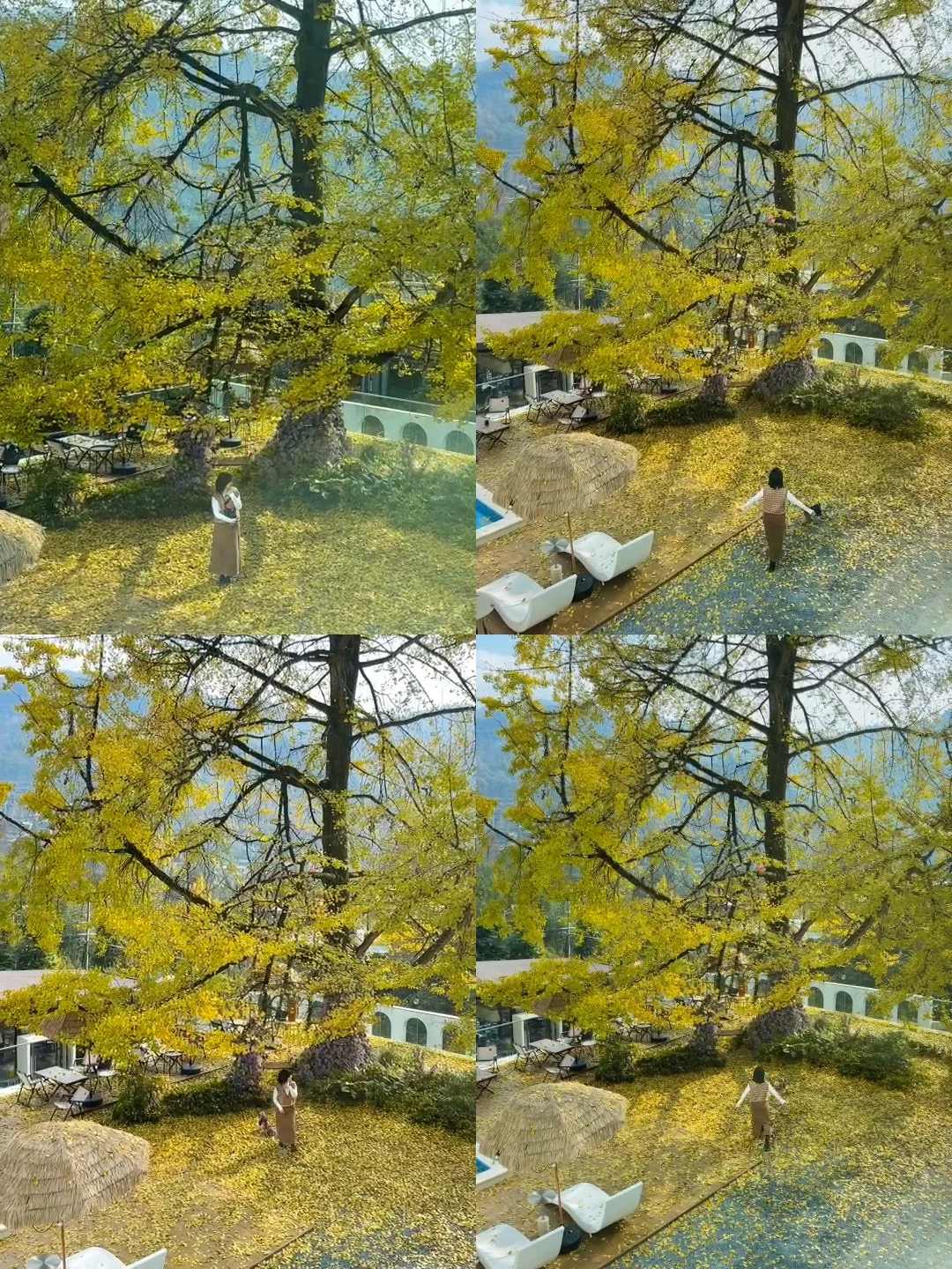 在青城山，看到了绝美银杏！！！