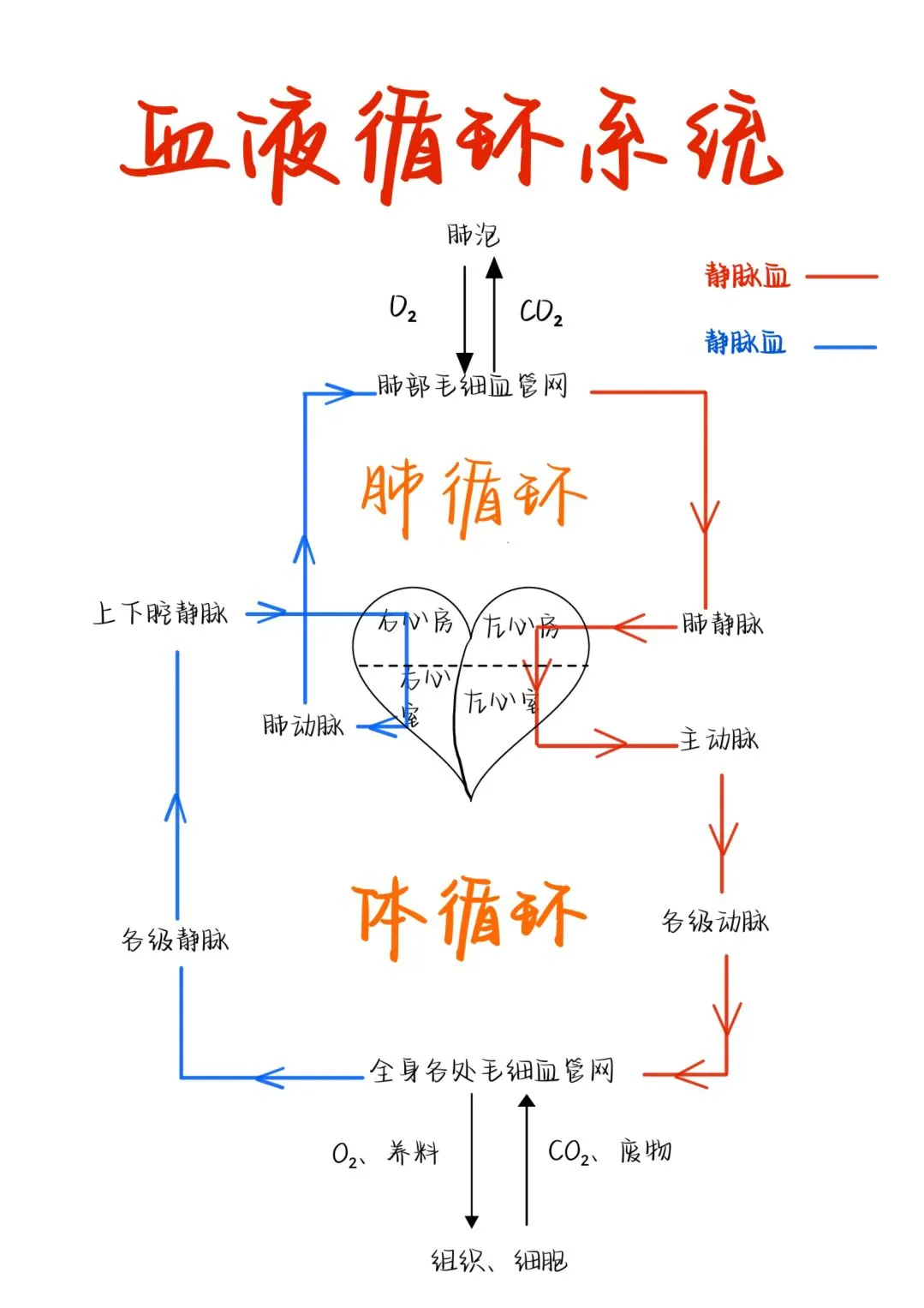 医学生笔记——血液循环系统