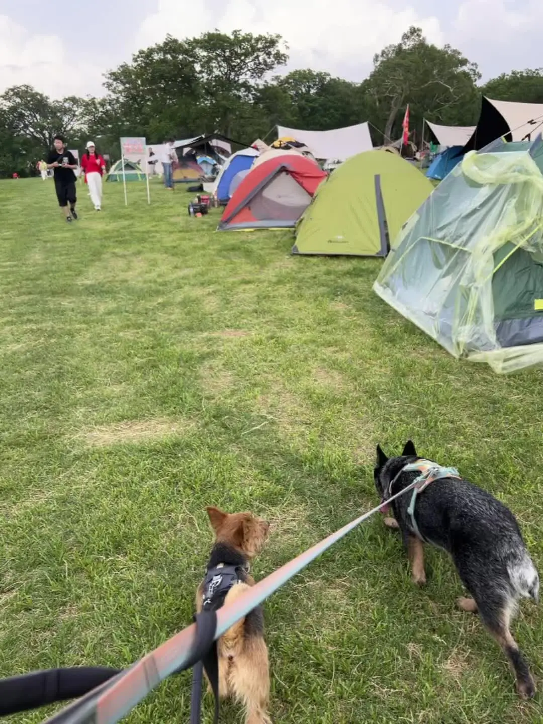 带小狗进山偶遇乡村露营节逐渐松弛起来！