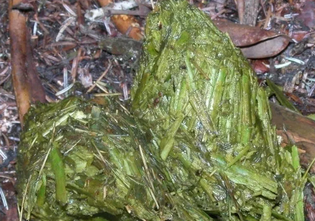 【大熊猫数量靠捡屎来决定？】我们常说的“大熊猫种群数量”，其实就是问大熊猫有多少