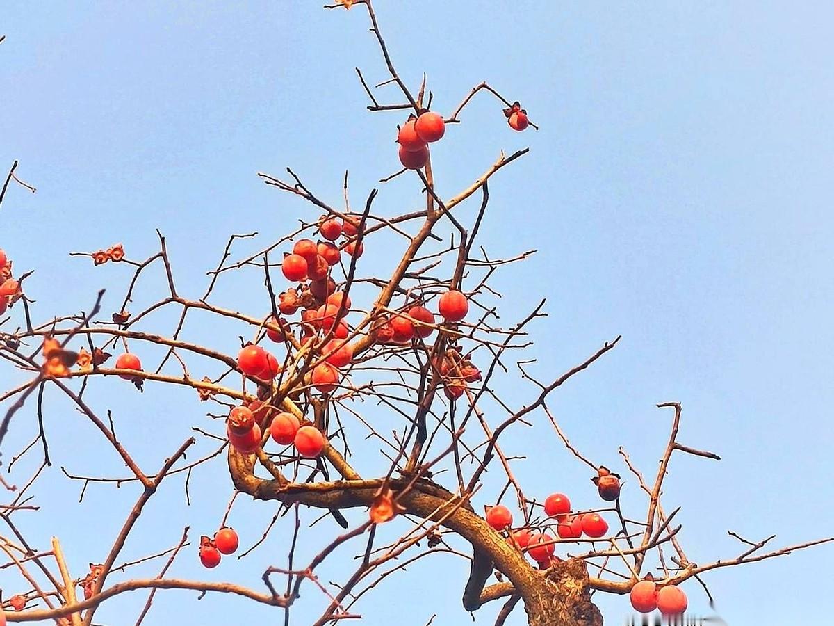 奶奶走了，我爸一滴泪没掉。
反倒是那两个姑姑，哭得跟天塌下来一样。
我心里呵呵。