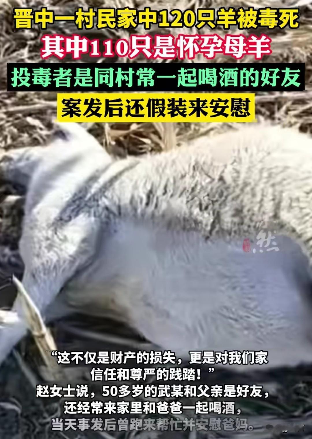 把自己家好朋友的100多只羊给毒死了。
事后还装模作样的跑来安慰受害者。
你这种