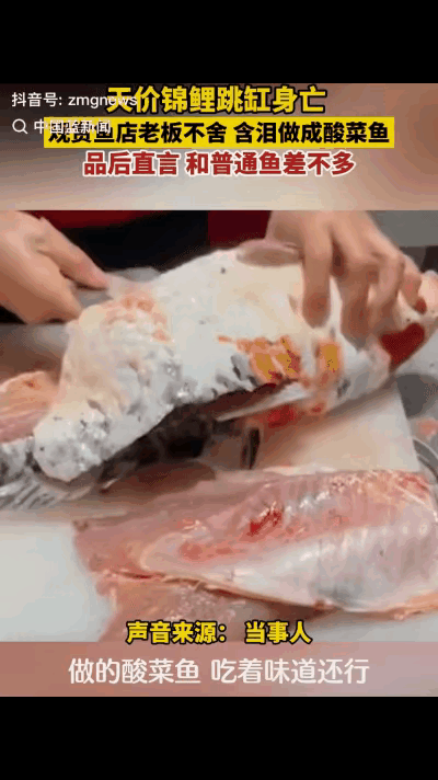 “人怎么能这么聪明！”河南，一男子发现店里死了一条价值近千元的锦鲤，谁知，他仅仅