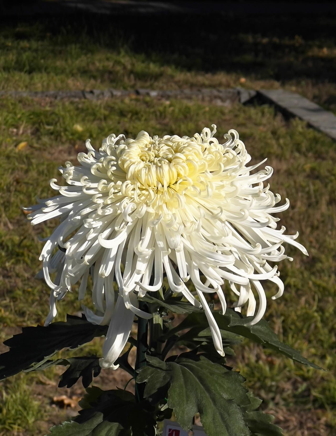 晒一张你拍的花