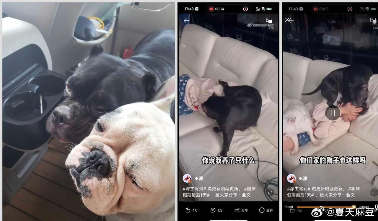 【濛】震惊，狗子暴揍柔弱丸萌现场 