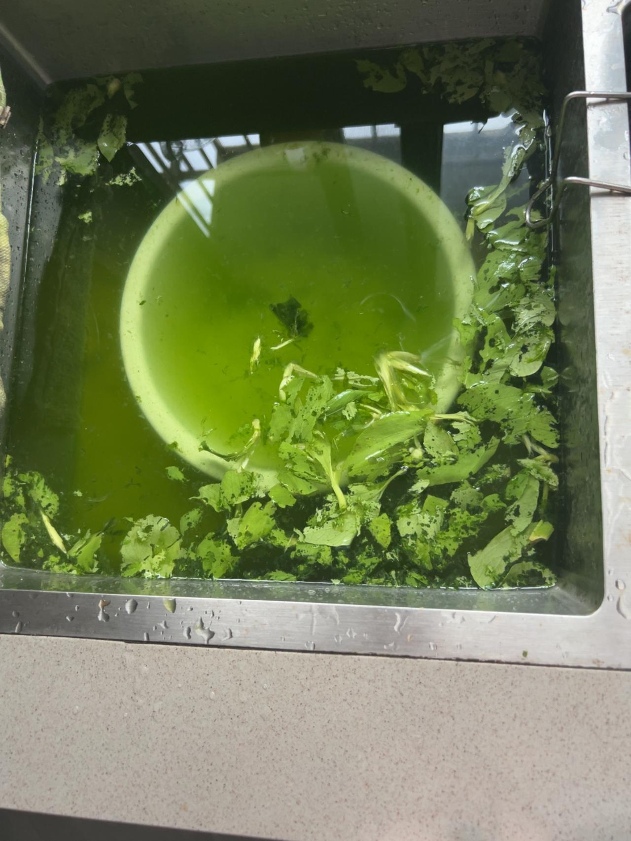 冰箱里的青菜泡出一盆碧绿的水，还能吃吗？

昨天把青菜随手丢进冰箱，估计被别的东