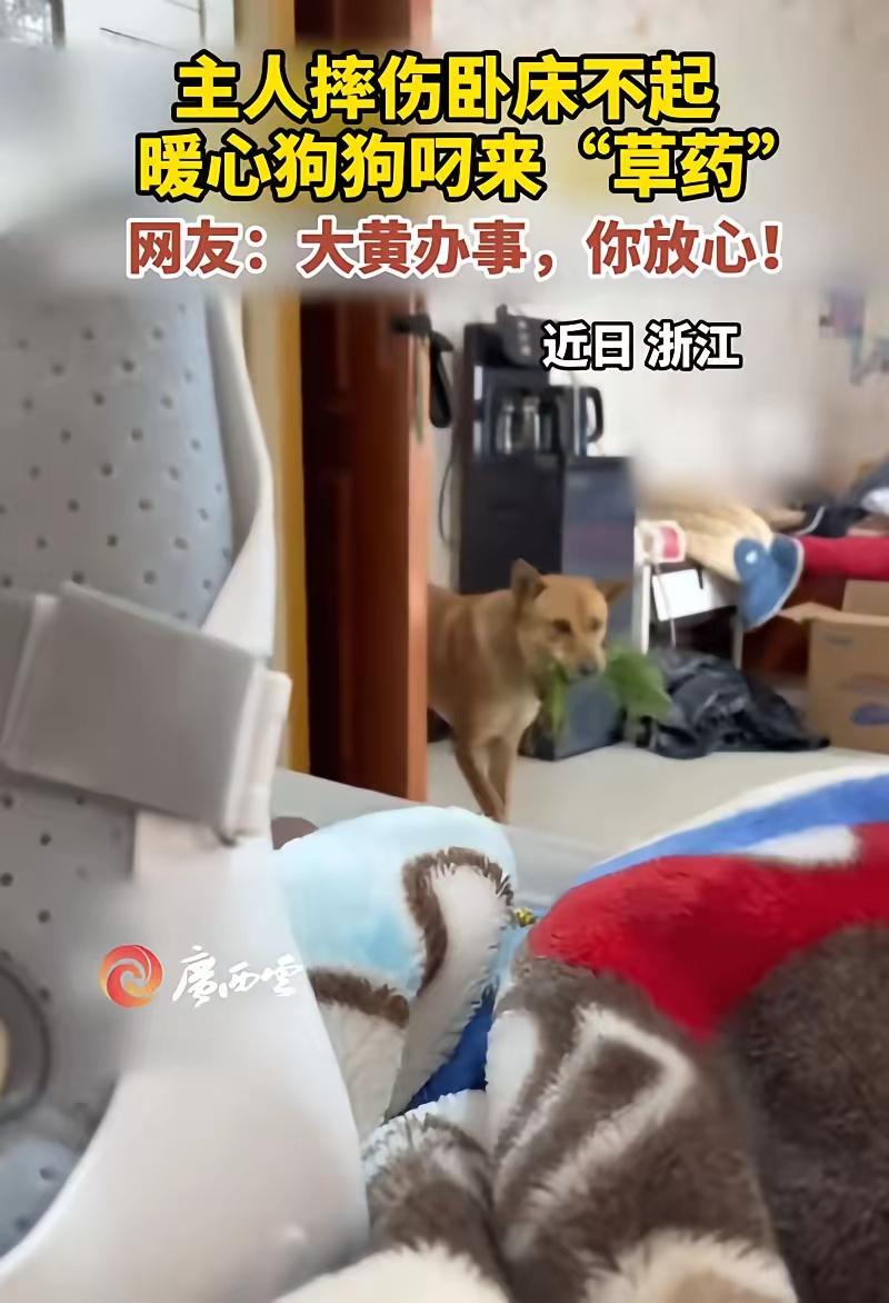 “不愧是老祖宗严选！”浙江，一男子摔伤在家养伤，家里的大黄见主人卧床不起，竟然从