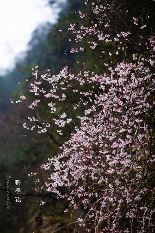 野樱花|Cerasus serrulata (Lindl.)