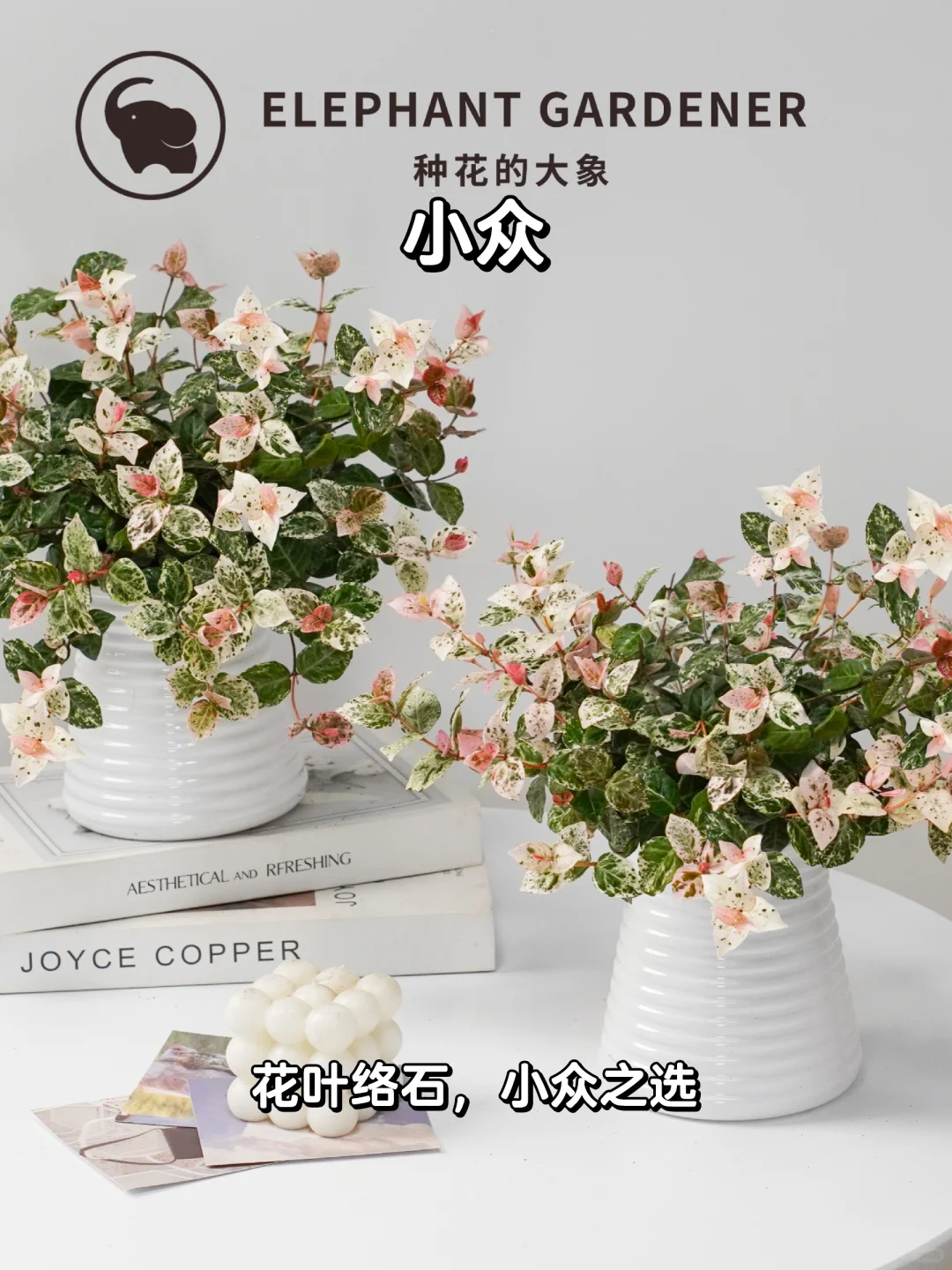 🌈花叶络石，室内观叶神器✨