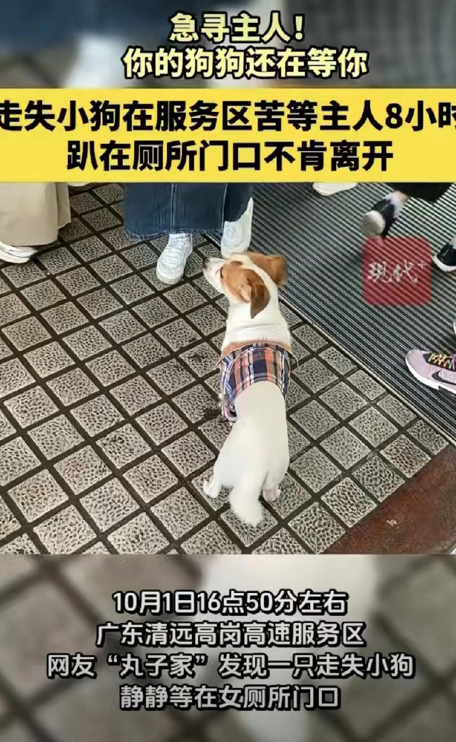 心疼！服务区小狗苦等主人8小时，你在哪里？

谁家的小狗丢在服务区了？快回去接它