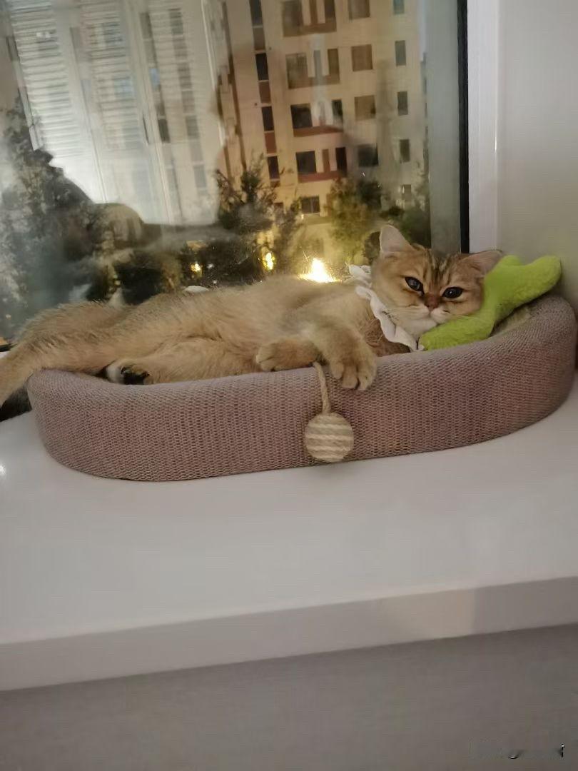 看到眼前的一幕，
心都萌化了。
毛孩子乖乖的躺在那里，
窗户外边，
街道上的灯从