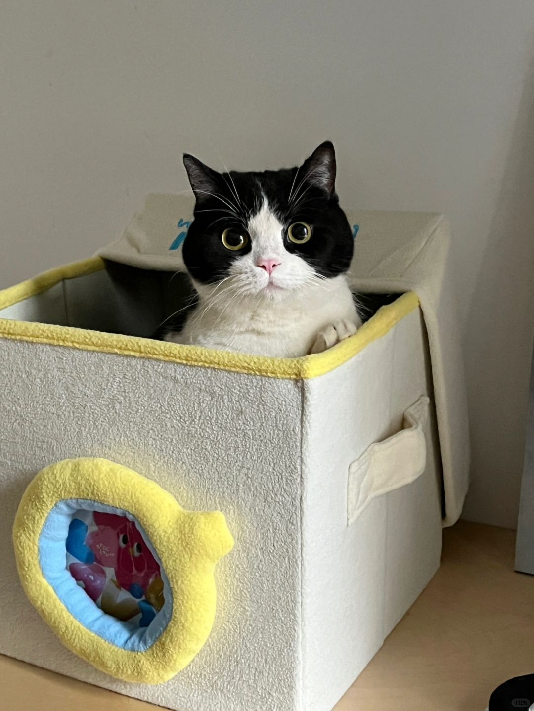 🍼奶牛宝宝邀请ee一起躲猫猫！