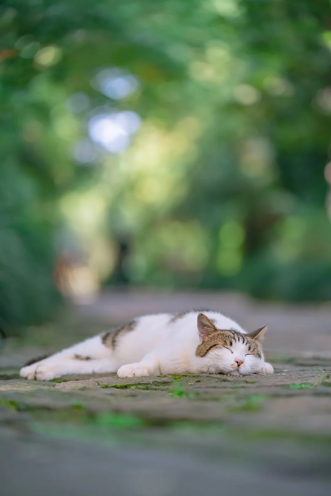 治愈人心的猫猫日历壁纸（二十一）