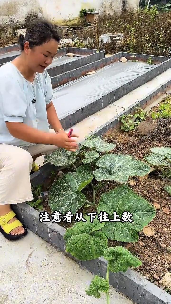 南瓜种植管理。
南瓜想要结的多，在南瓜长到大概8片叶子的时候及时的打顶。注意看，