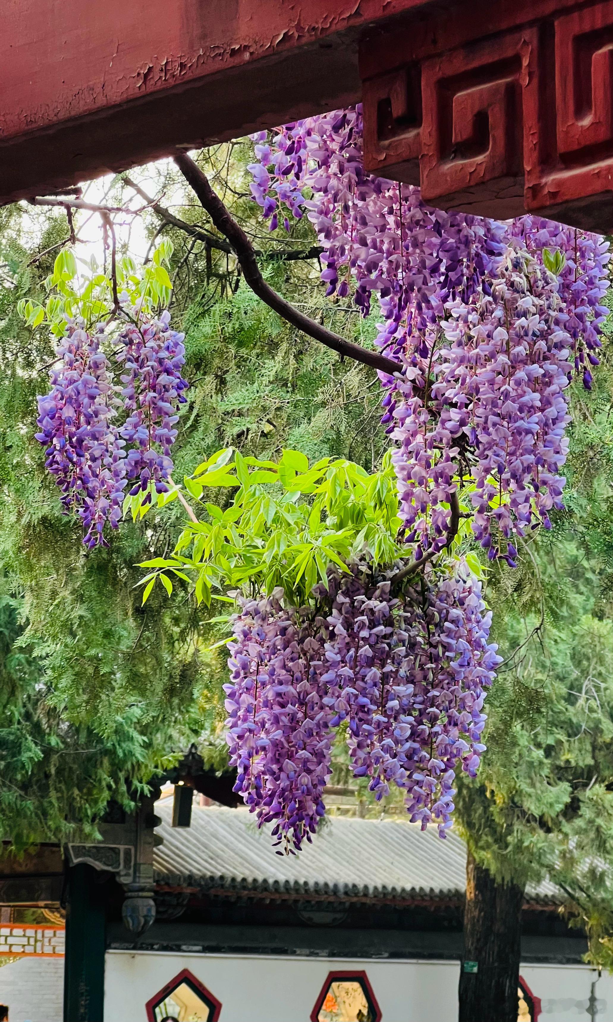 颐和园 紫藤花开摄影