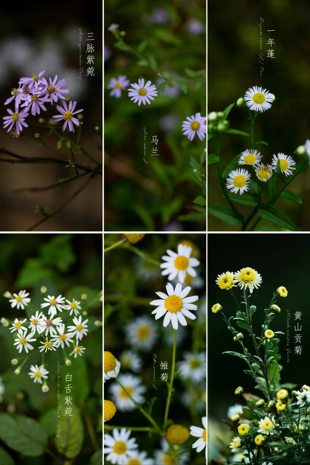 秋菊集|写生集