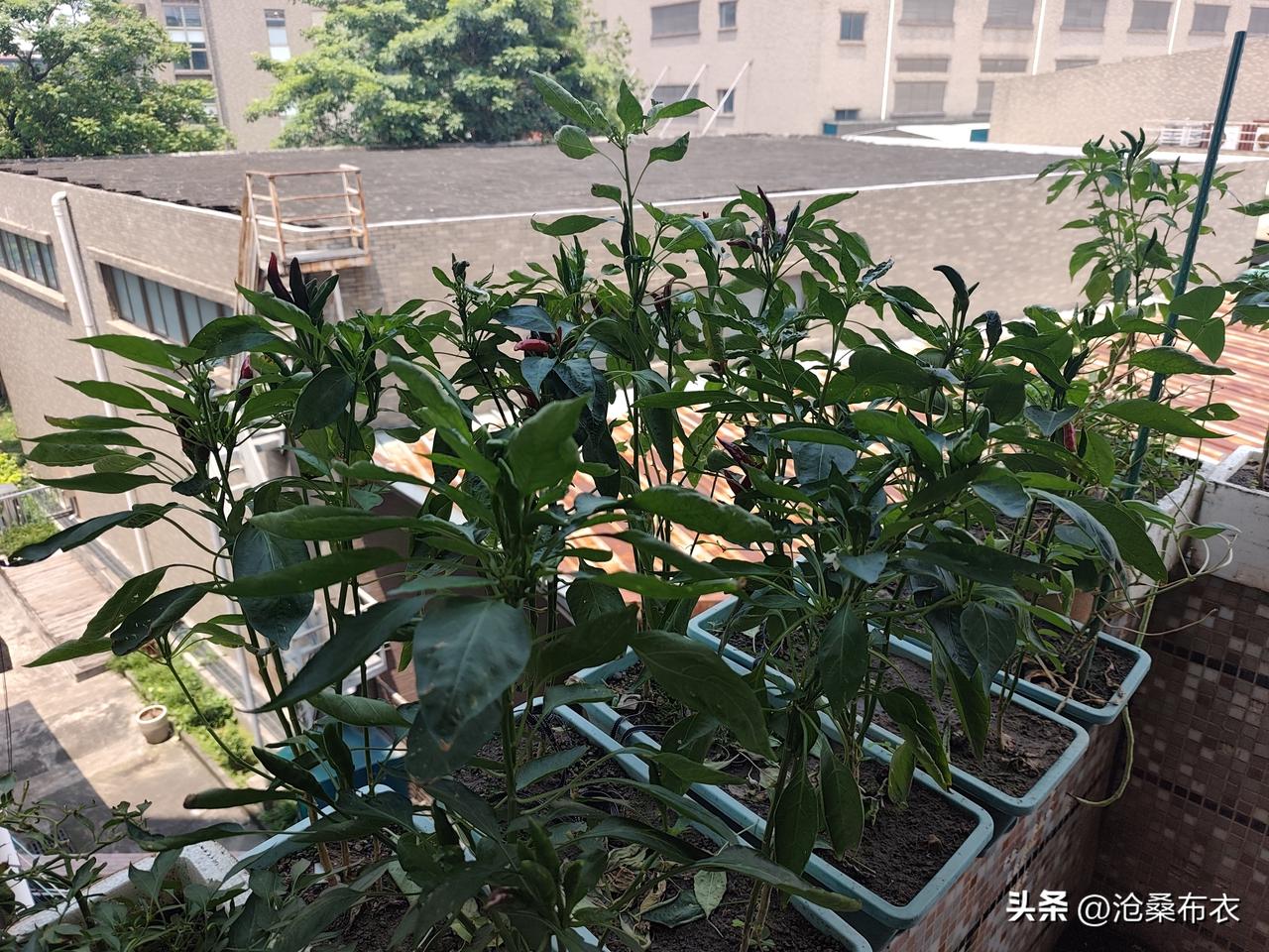 晒图笔记大赛终于知道朝天椒为什儿辣了，别的辣椒都朝下，它都敢朝向天空。