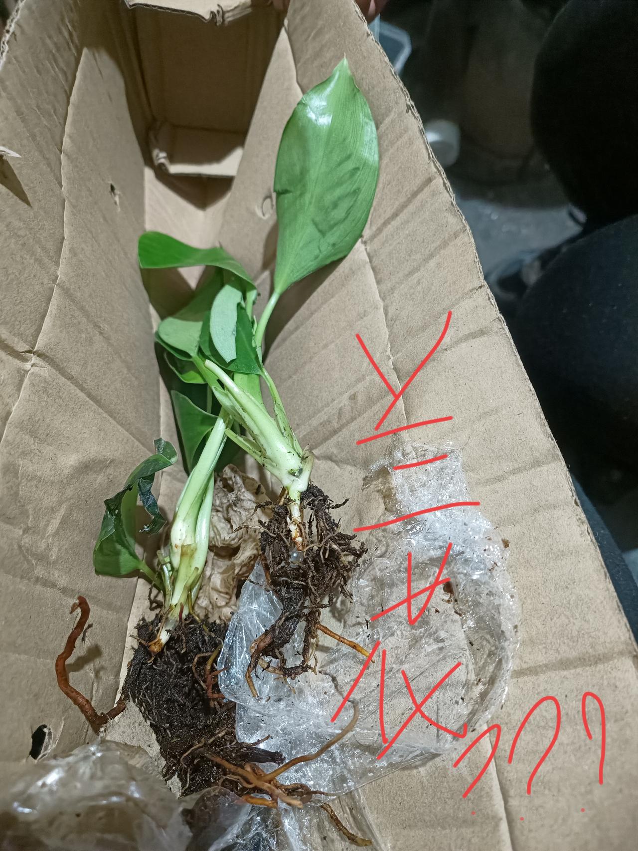 诚信！除了诚信还是诚信！！
负责，对商家负责，对顾客负责！！
因拼多多平台对入户