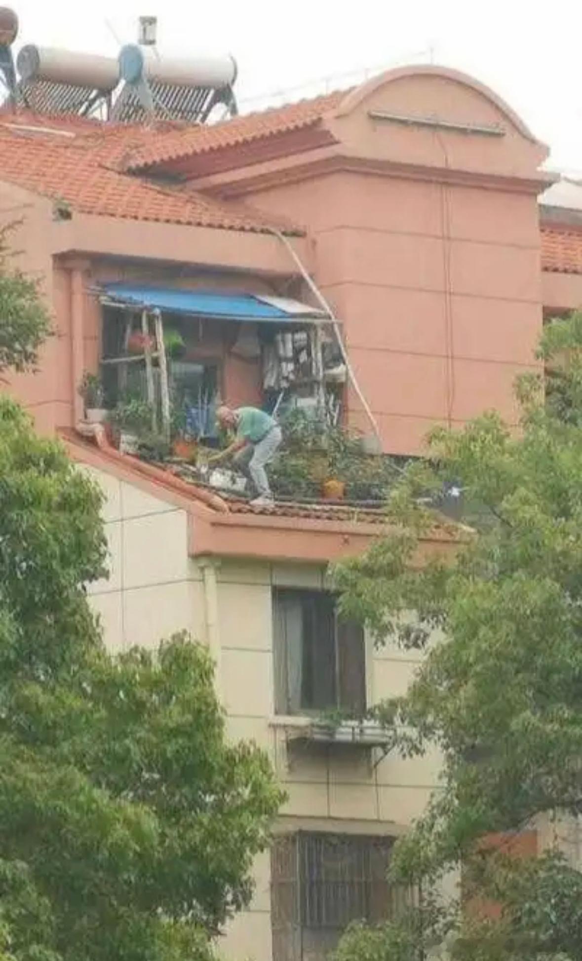 大爷，这花是非养不可吗