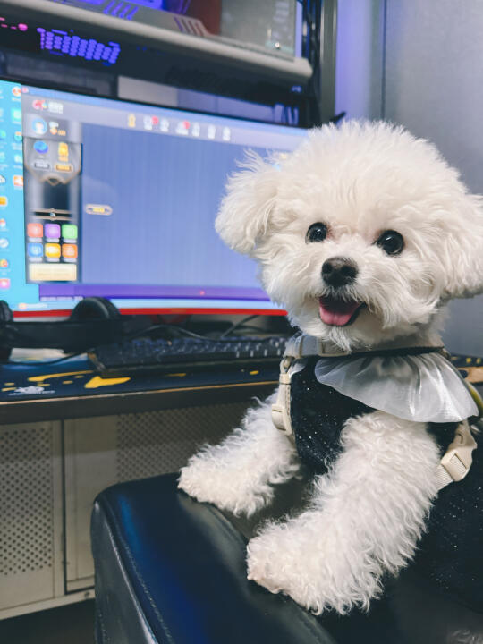 🐶今日宜通宵