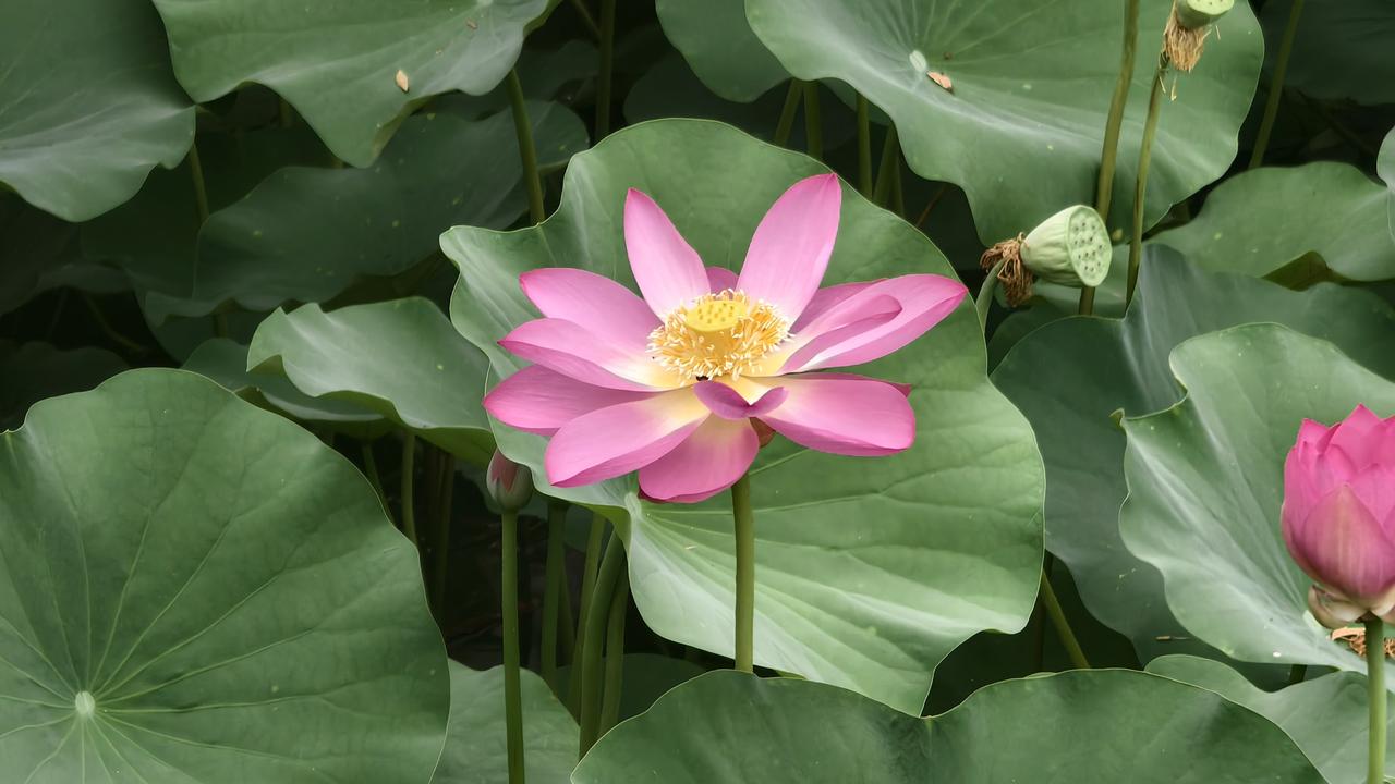 盛夏赴文亭湖湖心岛，一池荷花悄然盛放。层层青荷铺展水面，圆润荷叶青翠欲滴，粉荷亭