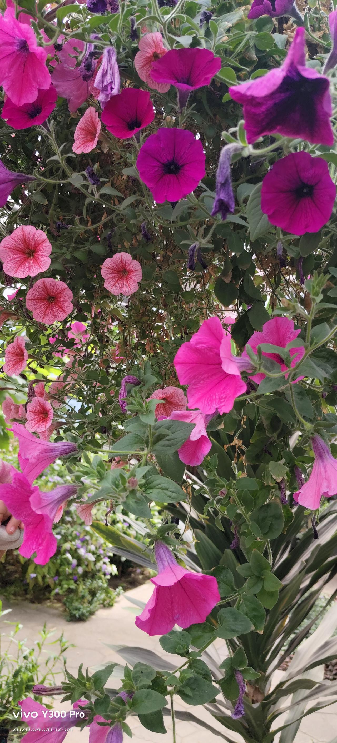 闲游草桥花卉市场🌷💐
满目繁花，馥郁生香
一步一花境，满眼皆是浪漫✨