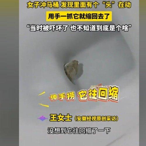 黑龙江伊春有个王女士，前几天冲马桶时遇到了件挺吓人的事。
 
她冲完马桶后，发现