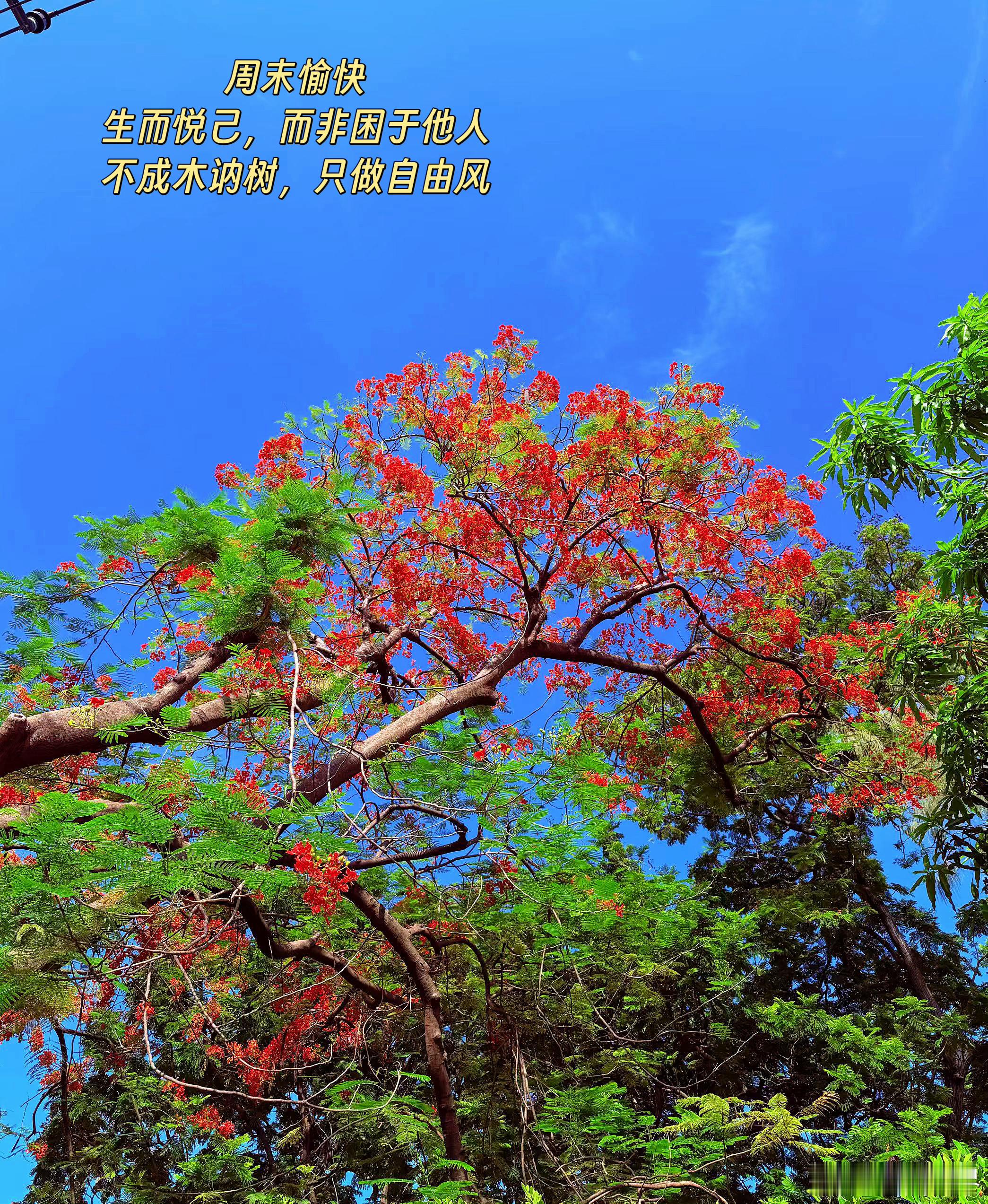 周末愉快！生而悦己，而非困于他人。不成木讷树，只做自由风。 泰国