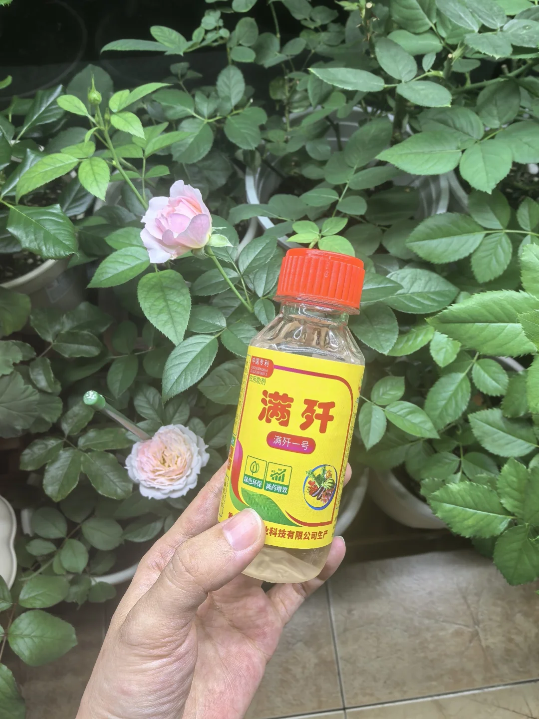 这个简直是红蜘蛛终结者！