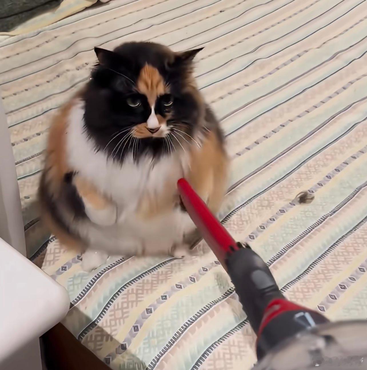 怎么会有这么丑的三花猫，这不张飞吗？ 