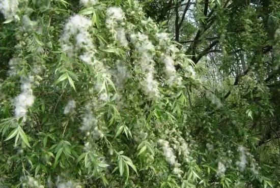 坐标临沂市河东区，晚六点，下雨了☔️，杨絮柳絮等絮状物被有效的压制了[大笑][赞