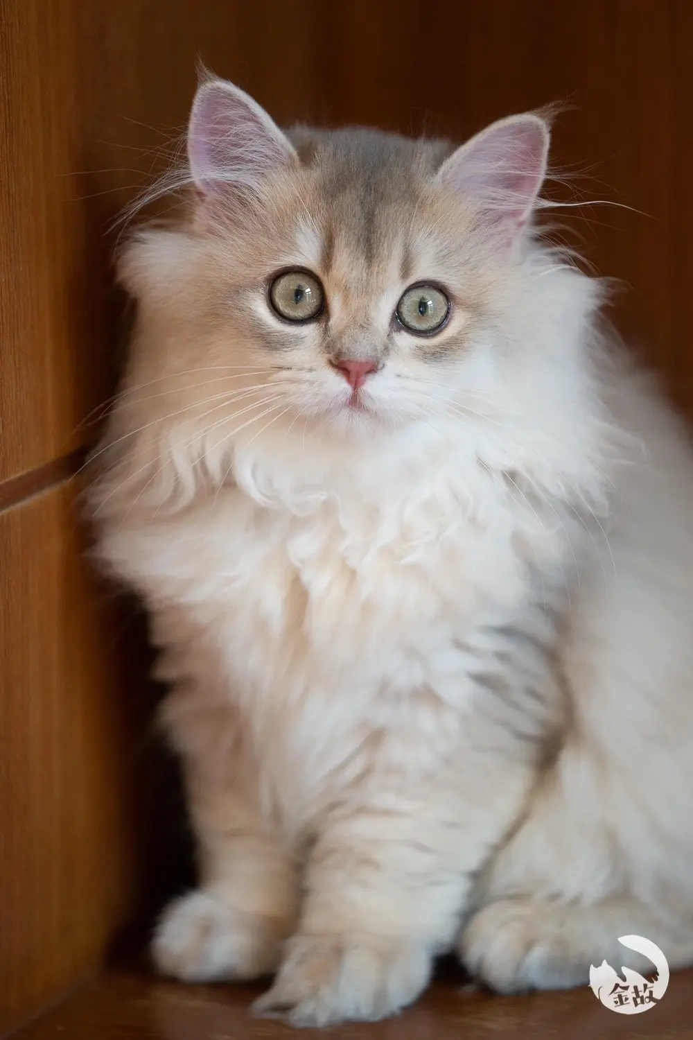 小啾啾复制粘贴又来了😂