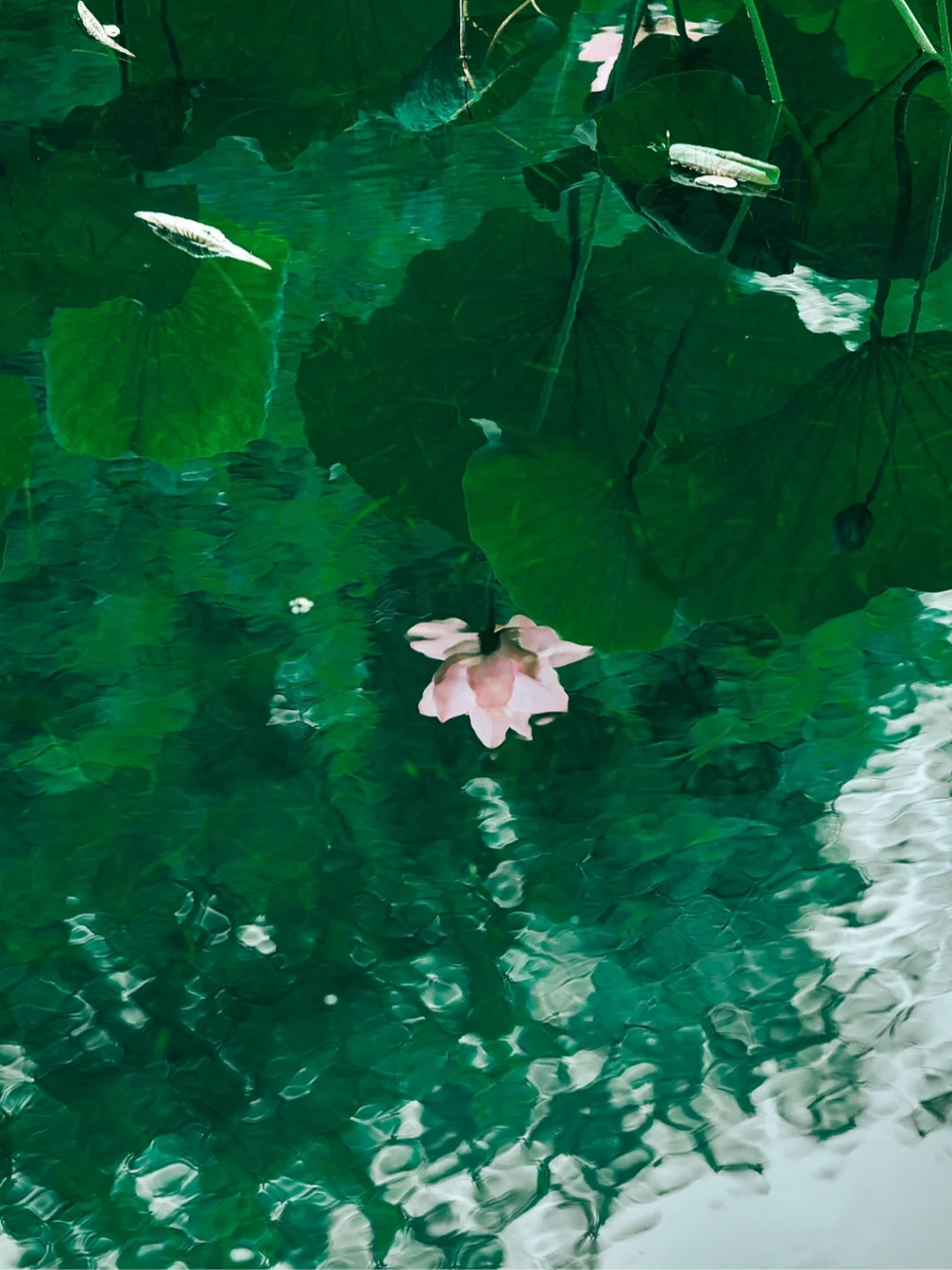 苏州拙政园｜拙政园的荷花已在雨中争相绽放