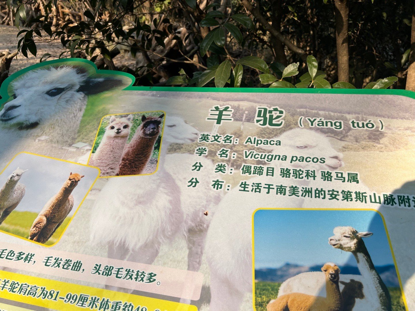 原来羊驼（alpaca）和驼羊（llama）是不同的[傻眼] 