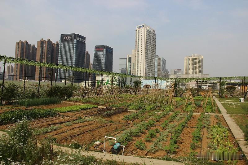 你问我答城市里面可以种菜吗？