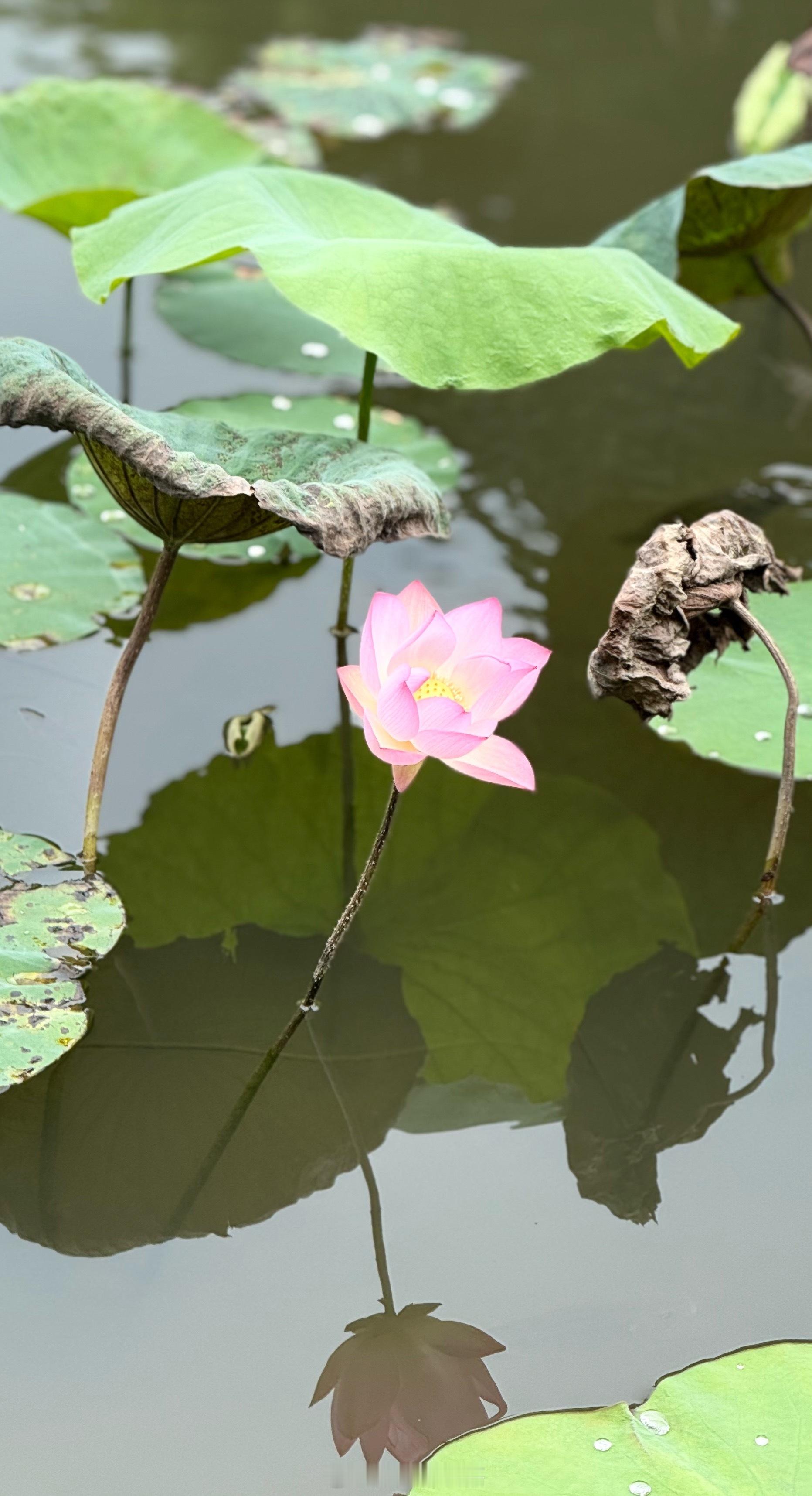 早[鲜花][鲜花][鲜花] ​​​
