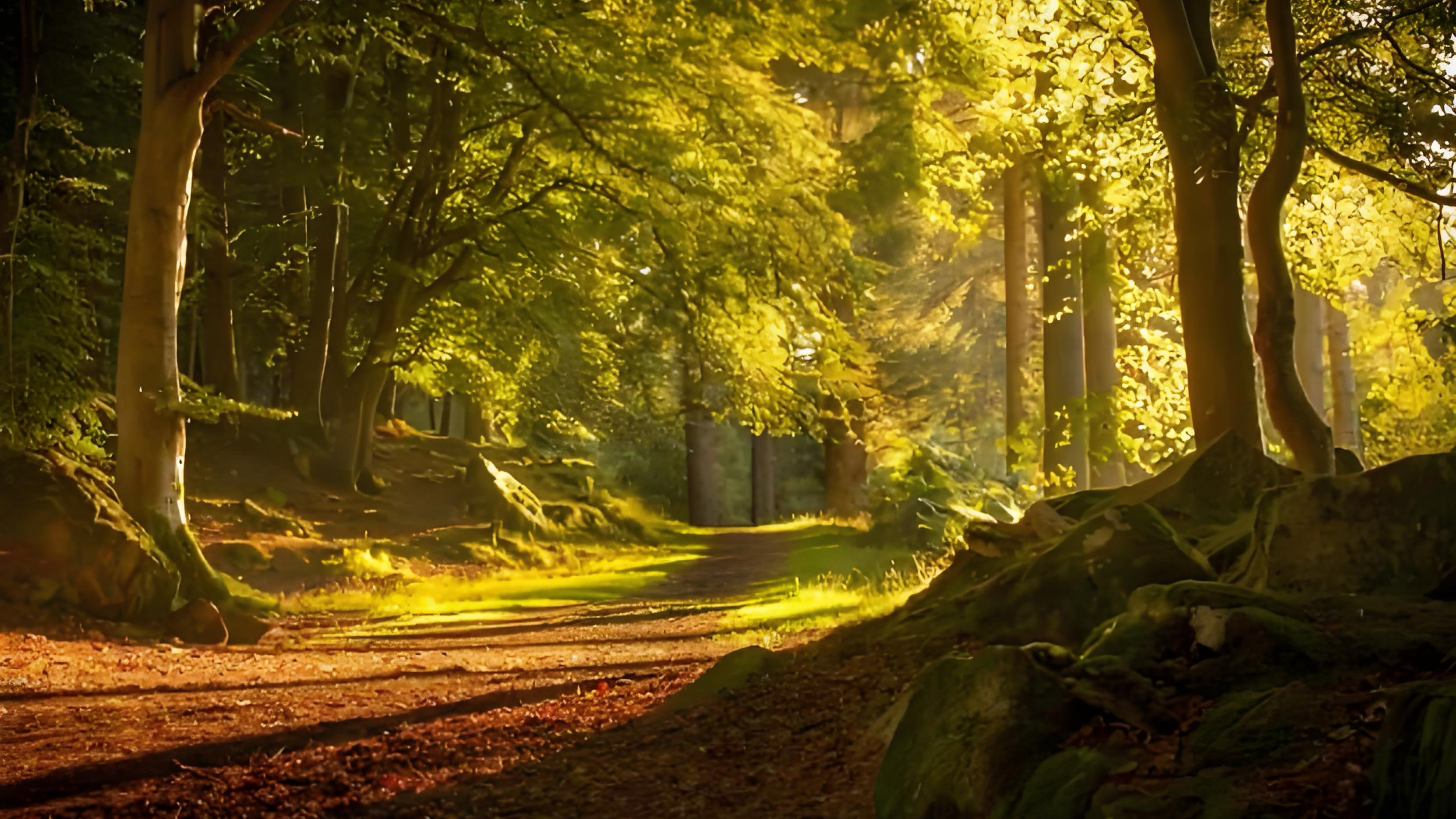 英语  Two roads diverged in a wood，and I t
