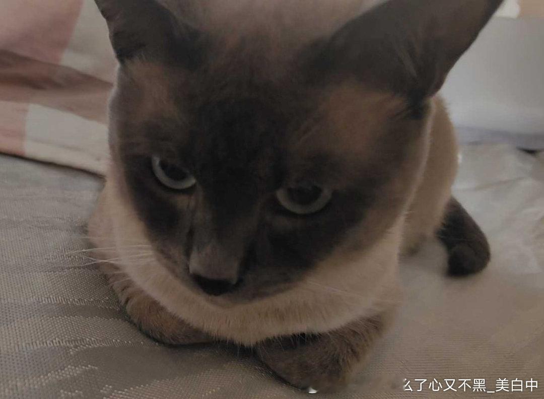 4277只黑脸战斗脸碧落儿
