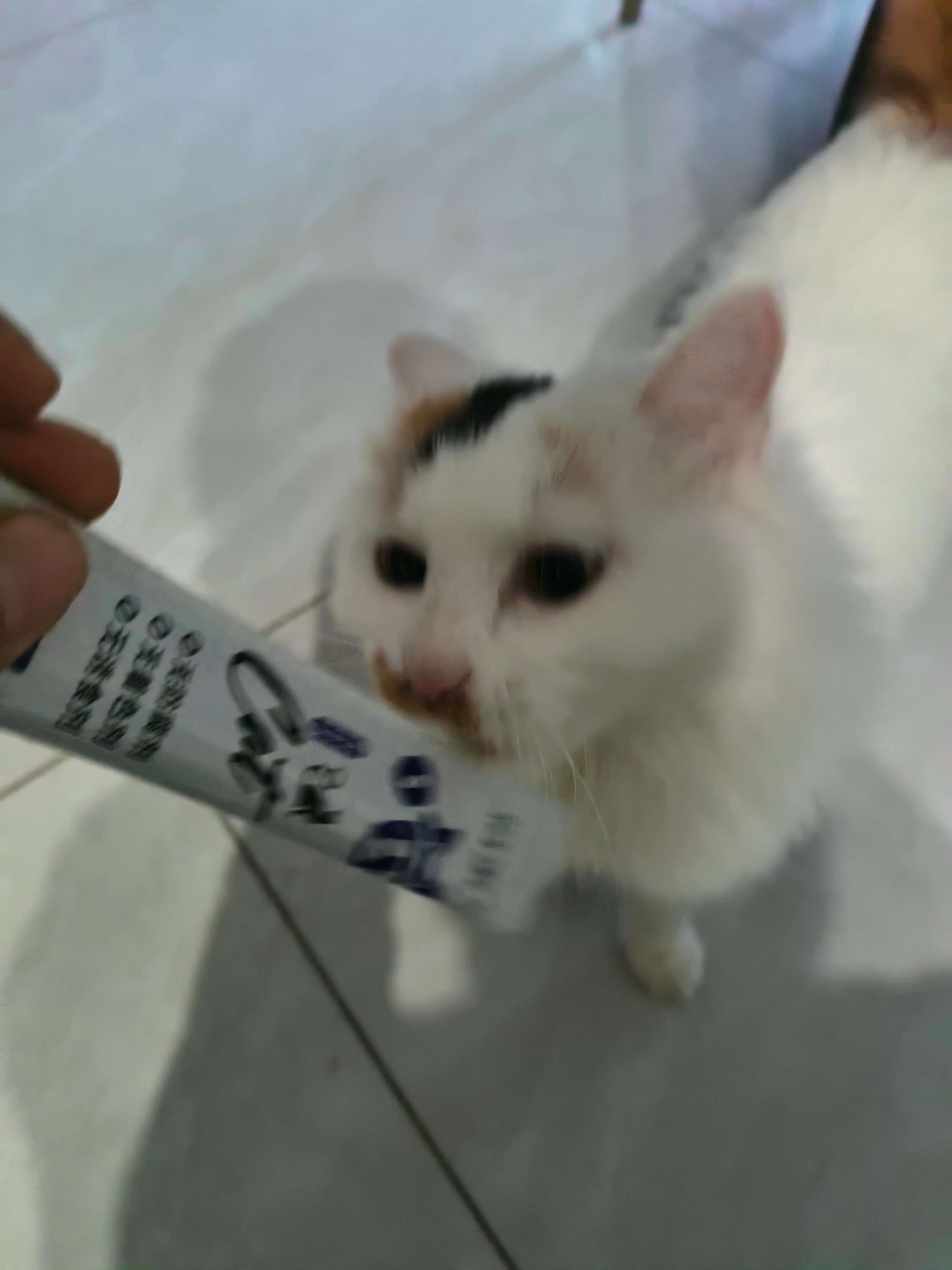 猫咪      今天被家里这位长毛小主的颜值拿捏了——白绒毛裹着软乎乎的身子，脑