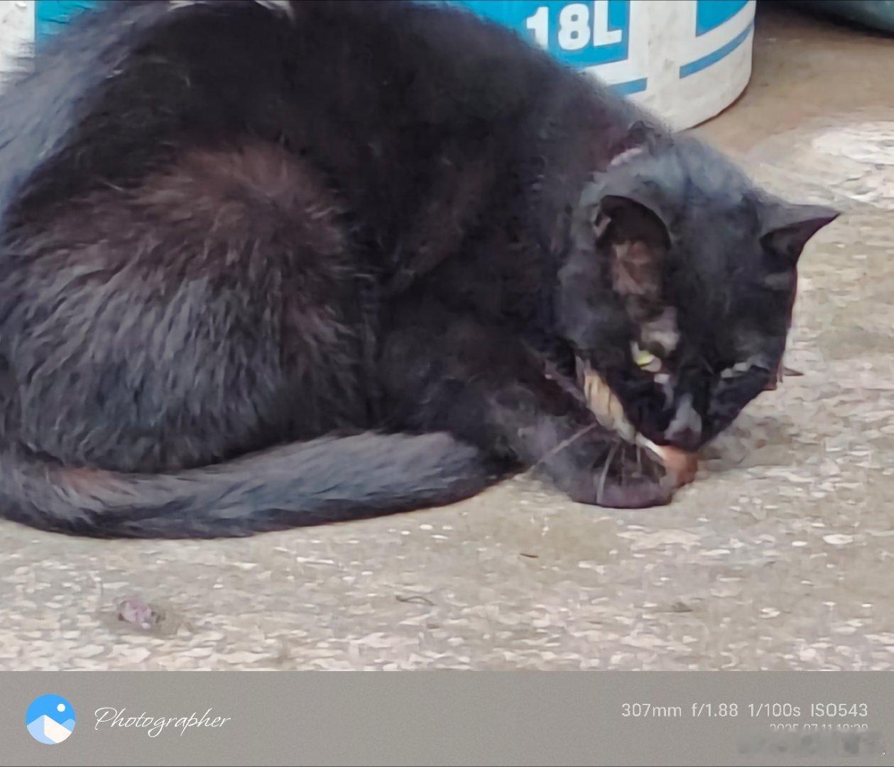 太热了，猫猫不知道是无聊，还是换口味，地上跑的水里游的地里长的，都不如天上飞的。