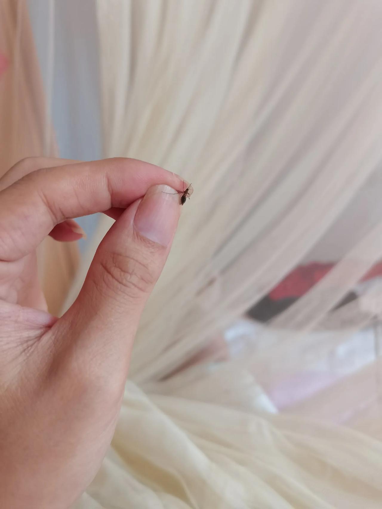 大家说该怎么处理它呢？
蚊子应该是所有人共同最讨厌的东西。
大家之所以最讨厌蚊子