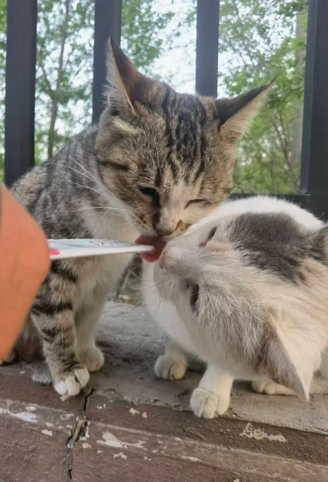 *碎碎念*哇，今儿碰到好多次猫咪们，开心...花鼻子和小小三花～最聪明的三花的闺